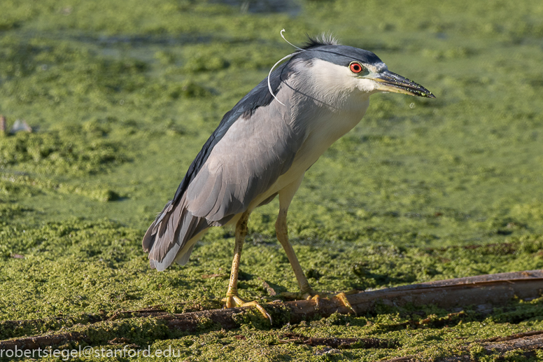 emily renzel wetlands